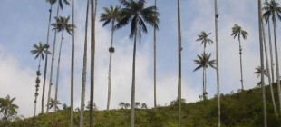 Cocora Valley, cradle of Colombia National Tree.